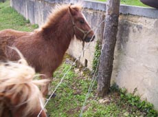 les animaux du gite la perigurdine dordogne